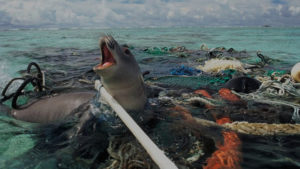 Screaming seal stuck in discarded fishing gear.